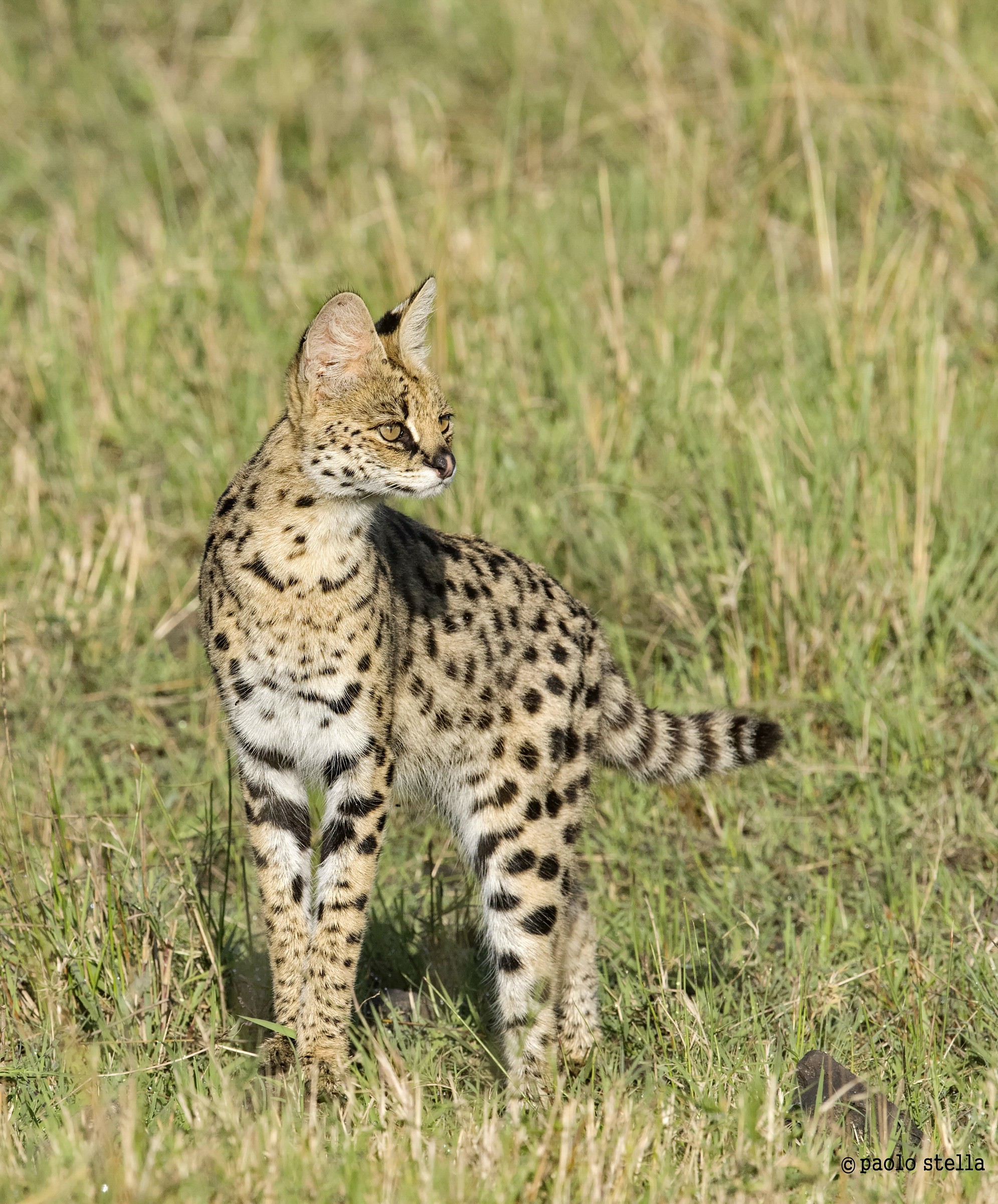serval