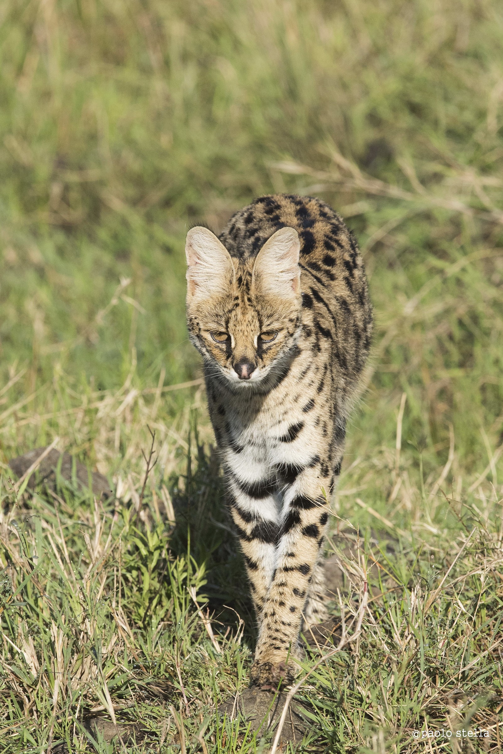 Serval - 2