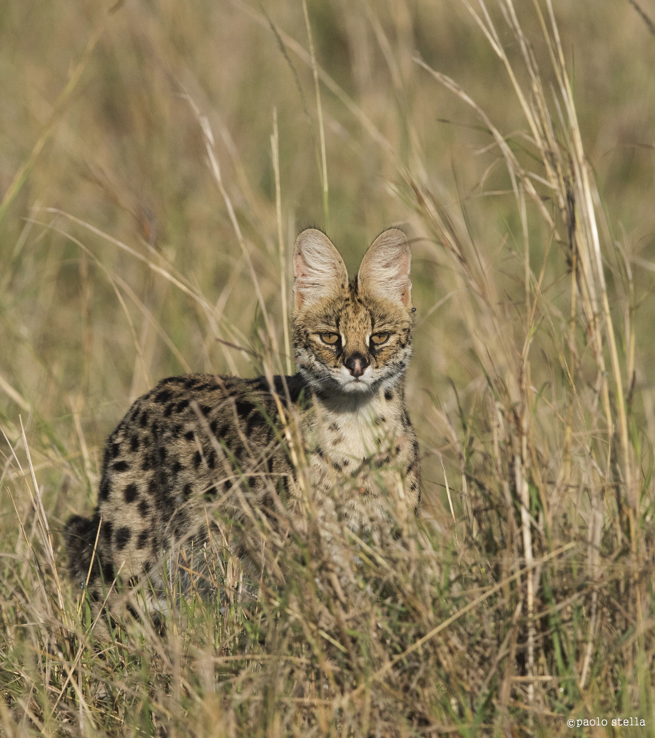 Serval - 3