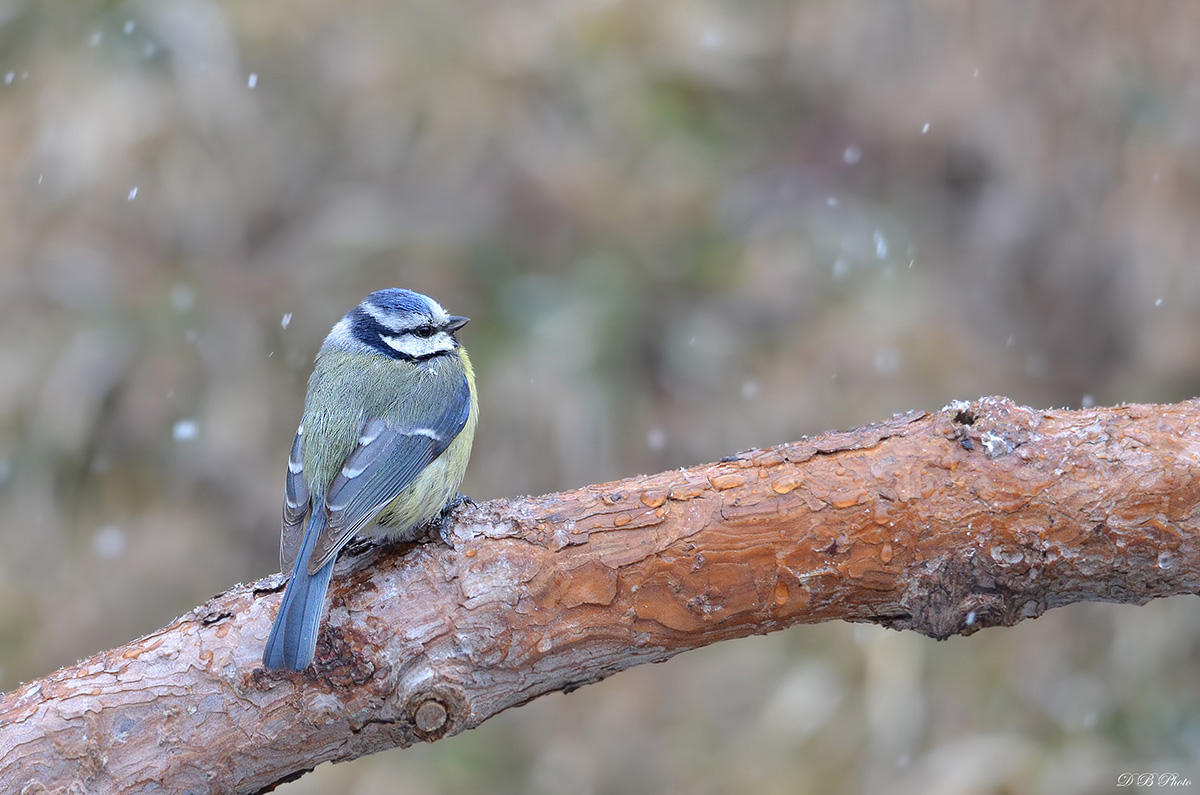 The blue tit and the snow.