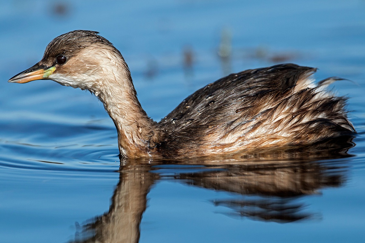 Little Grebe