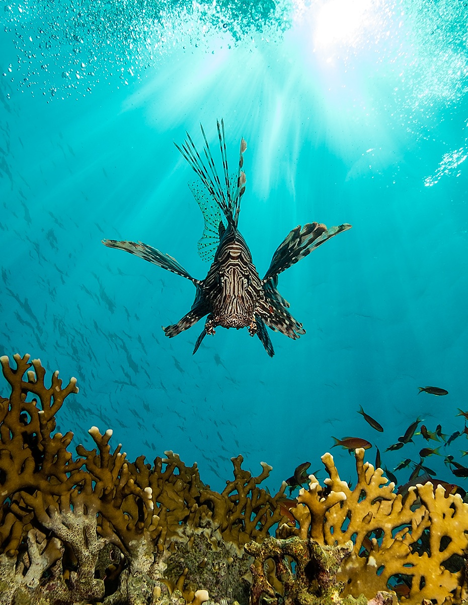 Lion fish