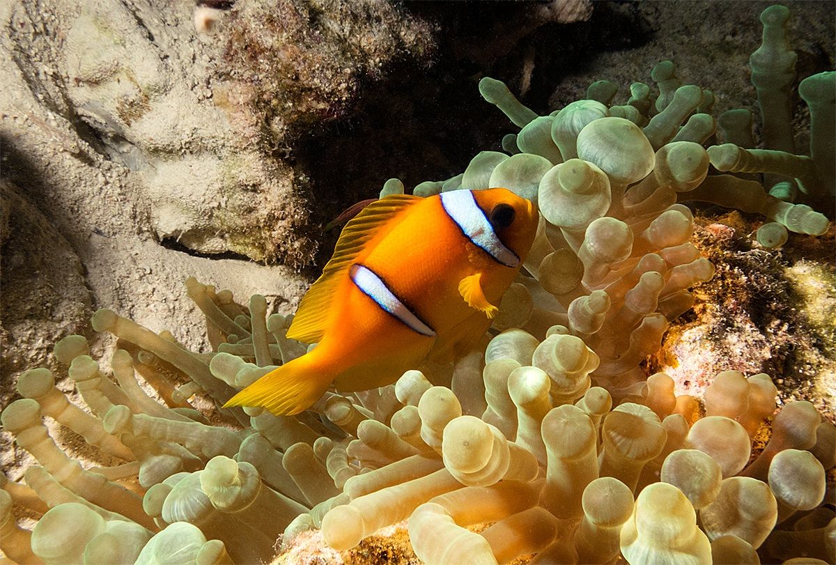 Clownfish 2