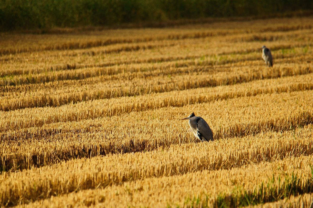 In the fields ... (2)
