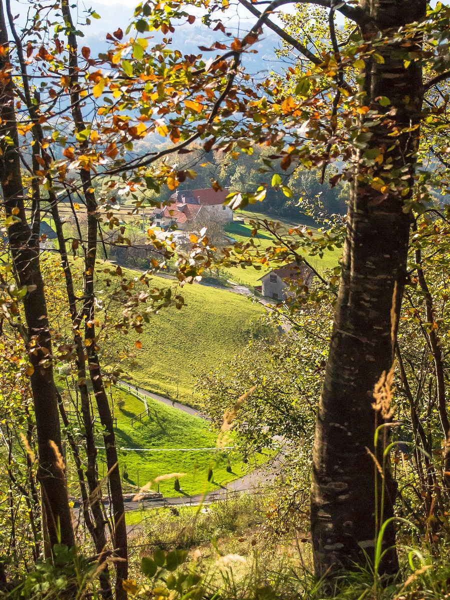 Coming out of the woods