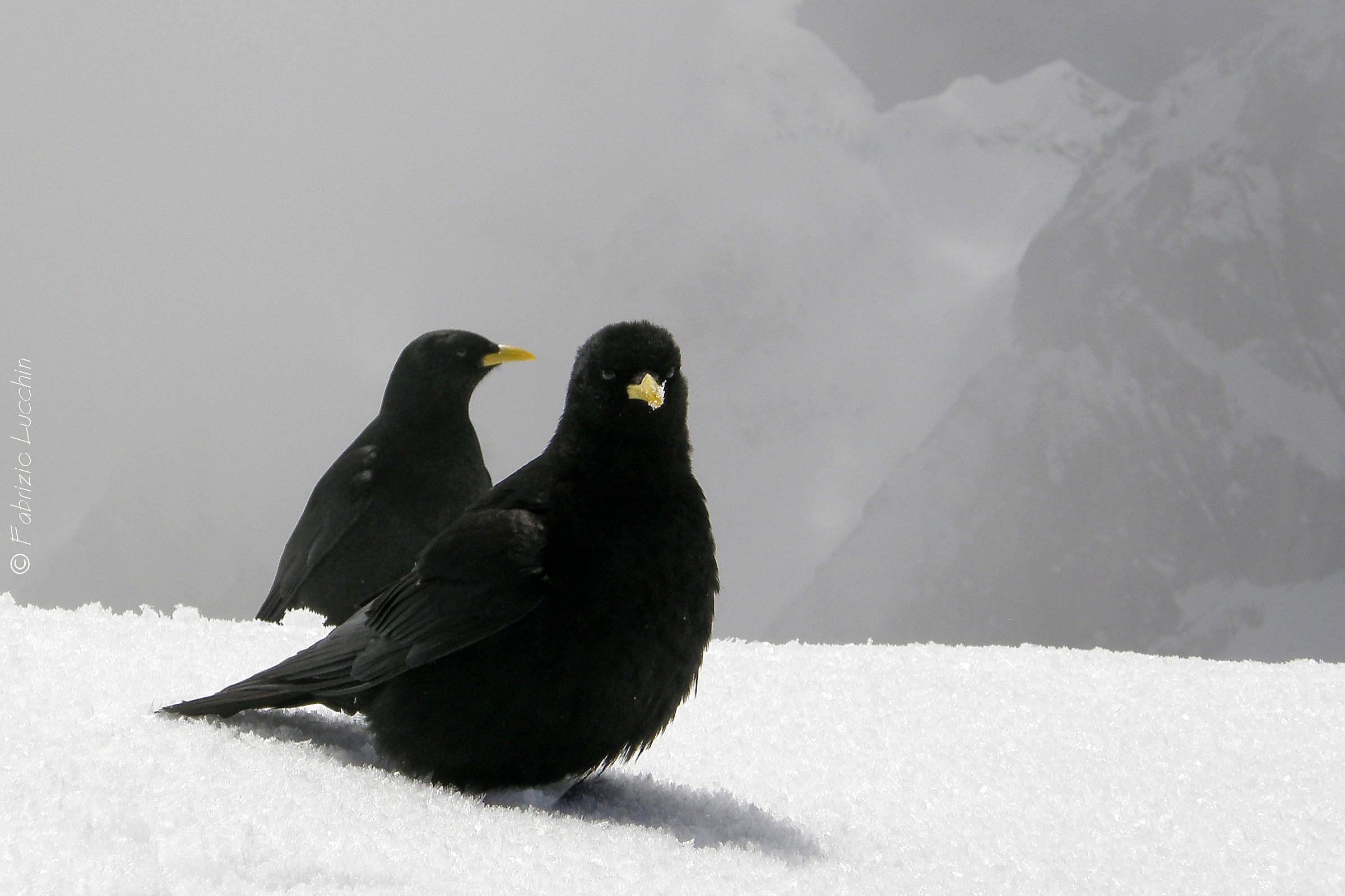 Alpine Chough