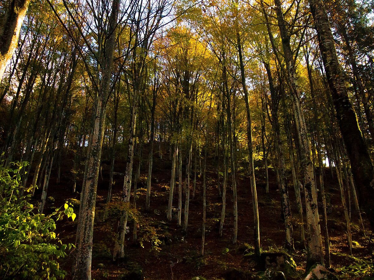 Underwood covered with leaves