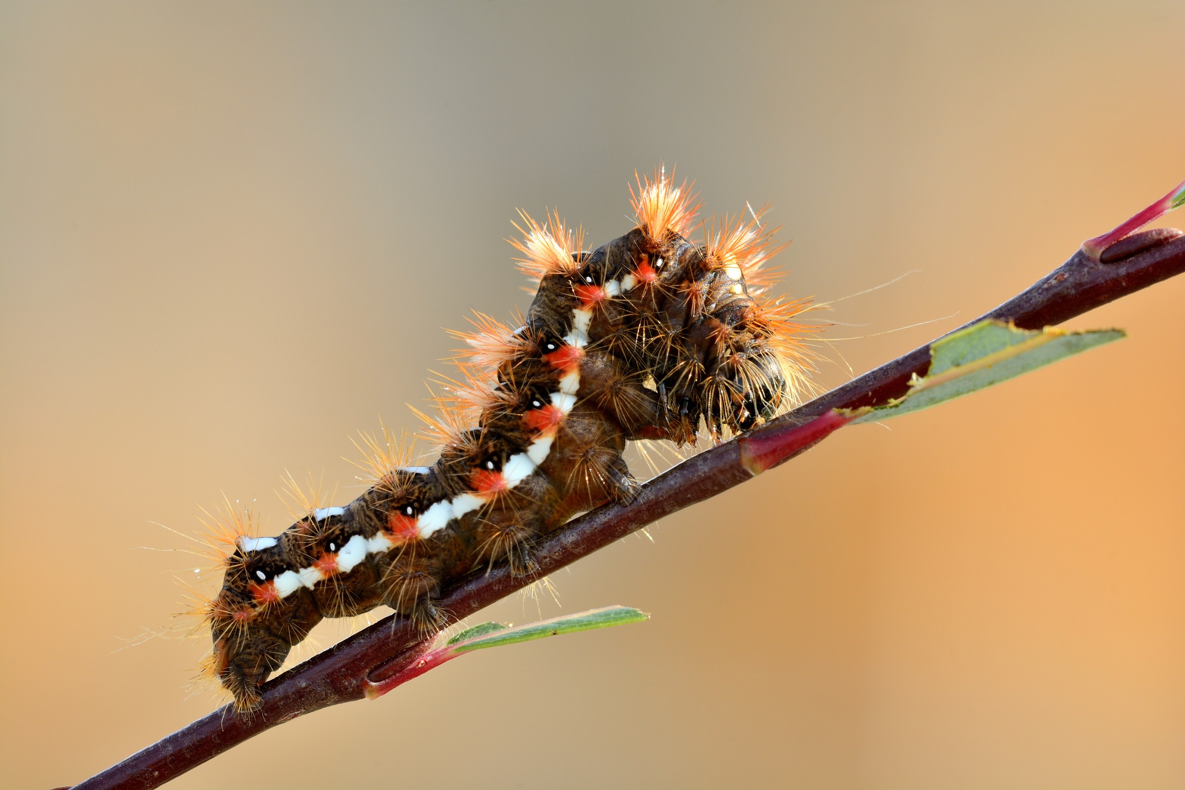 The rosicone (caterpillar Acronicta rumicis)