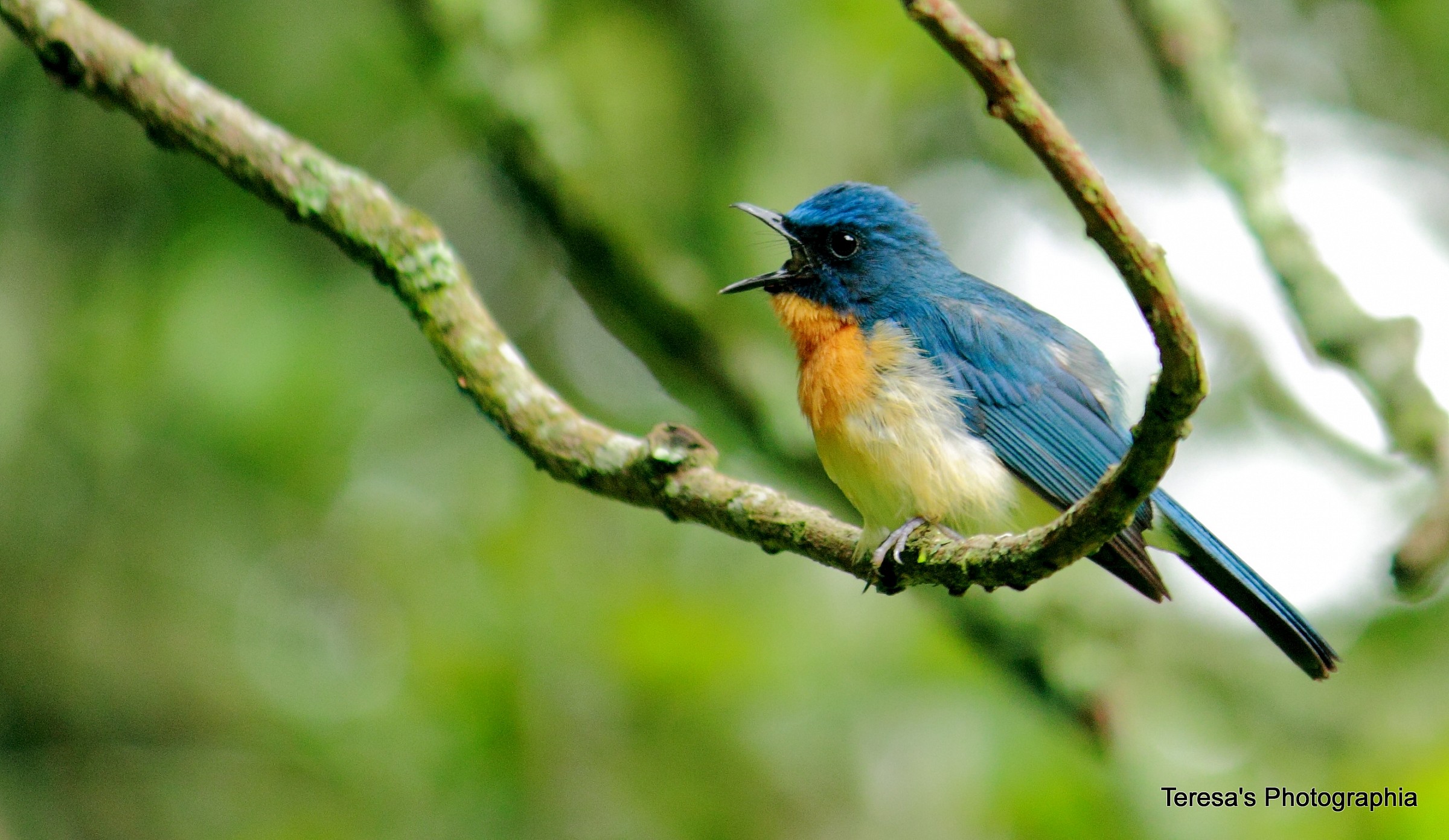 Blu volo catcher di Tickell