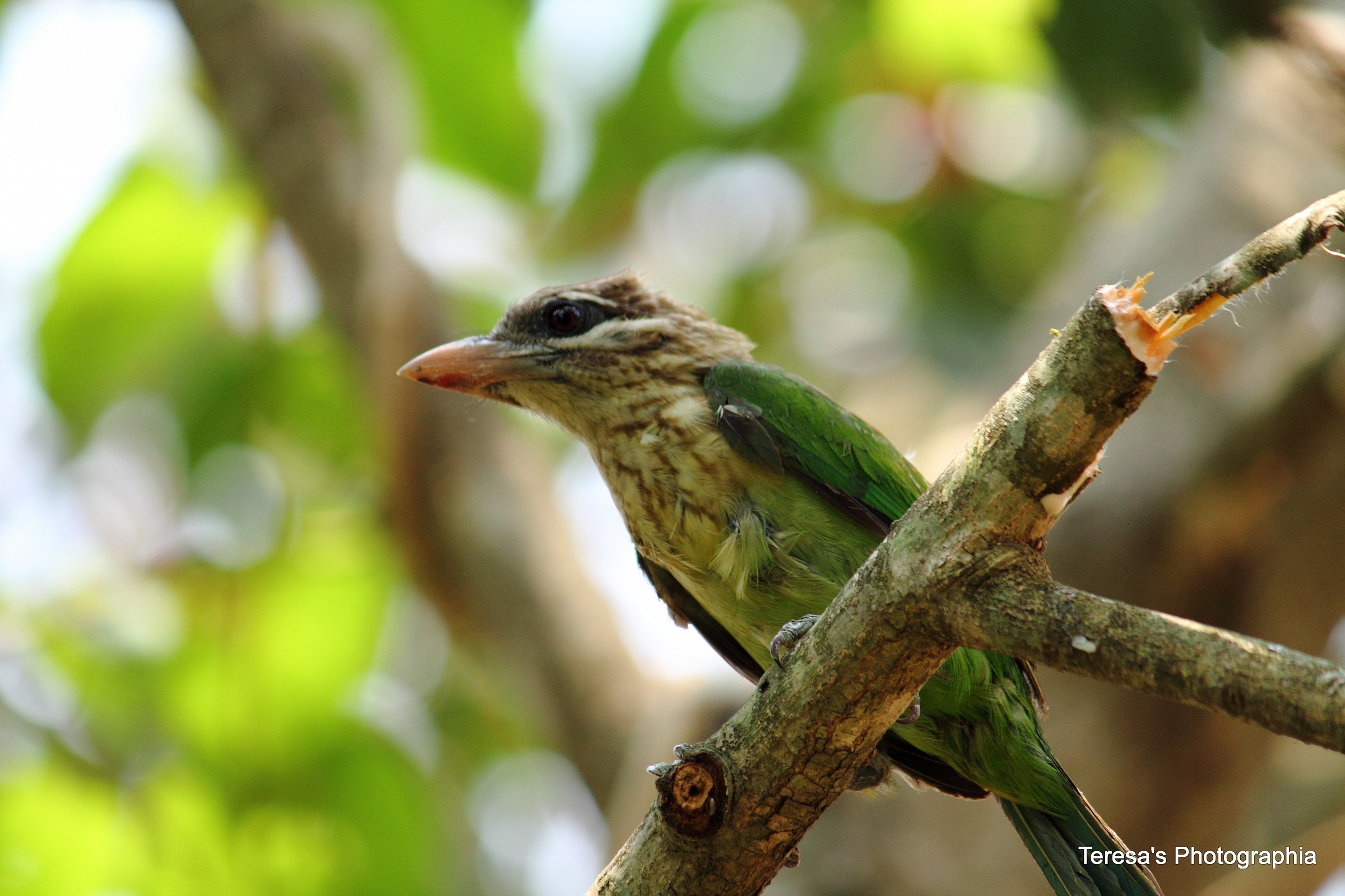 Barbet