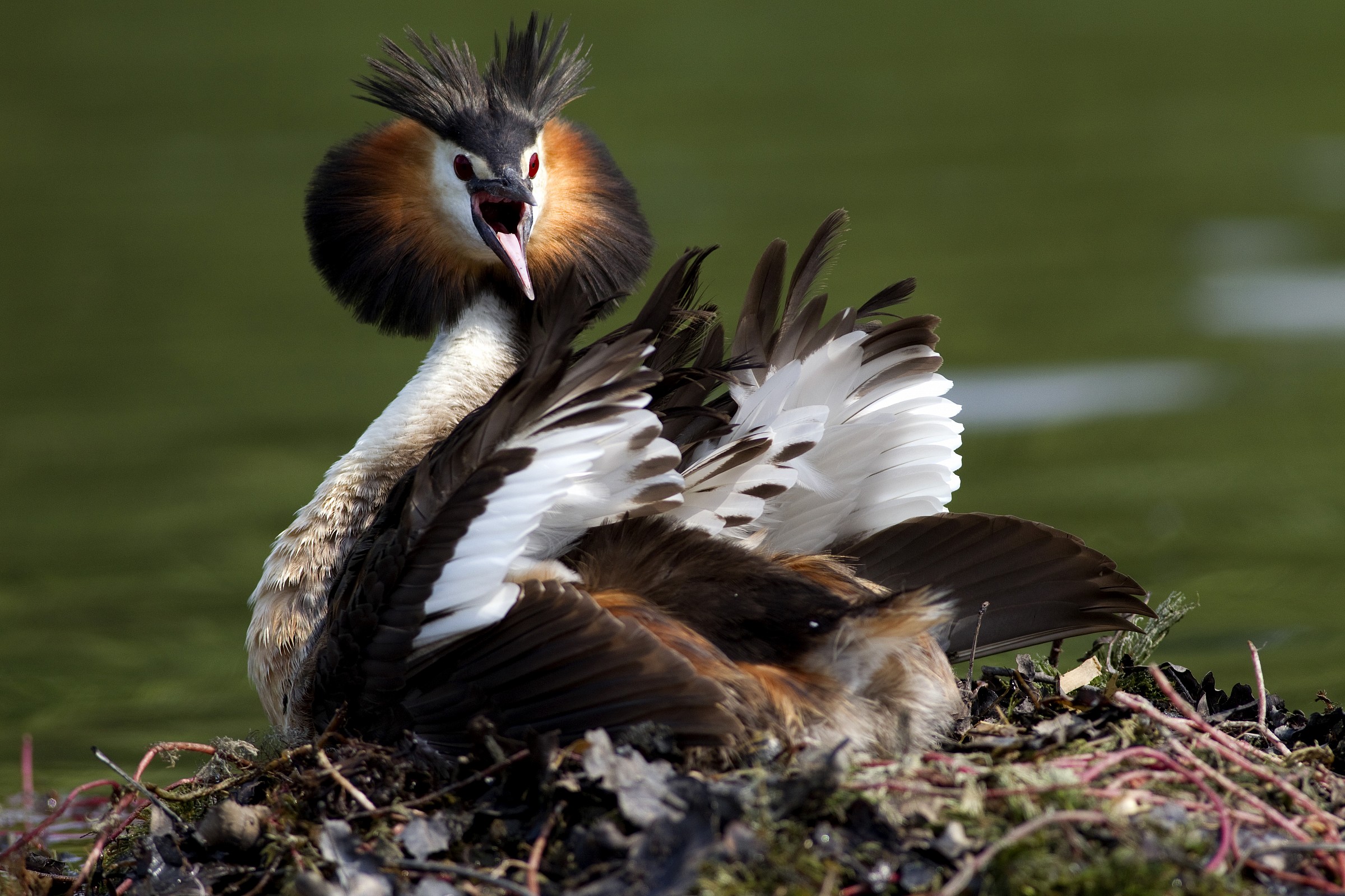 Grebe in breeding - threat