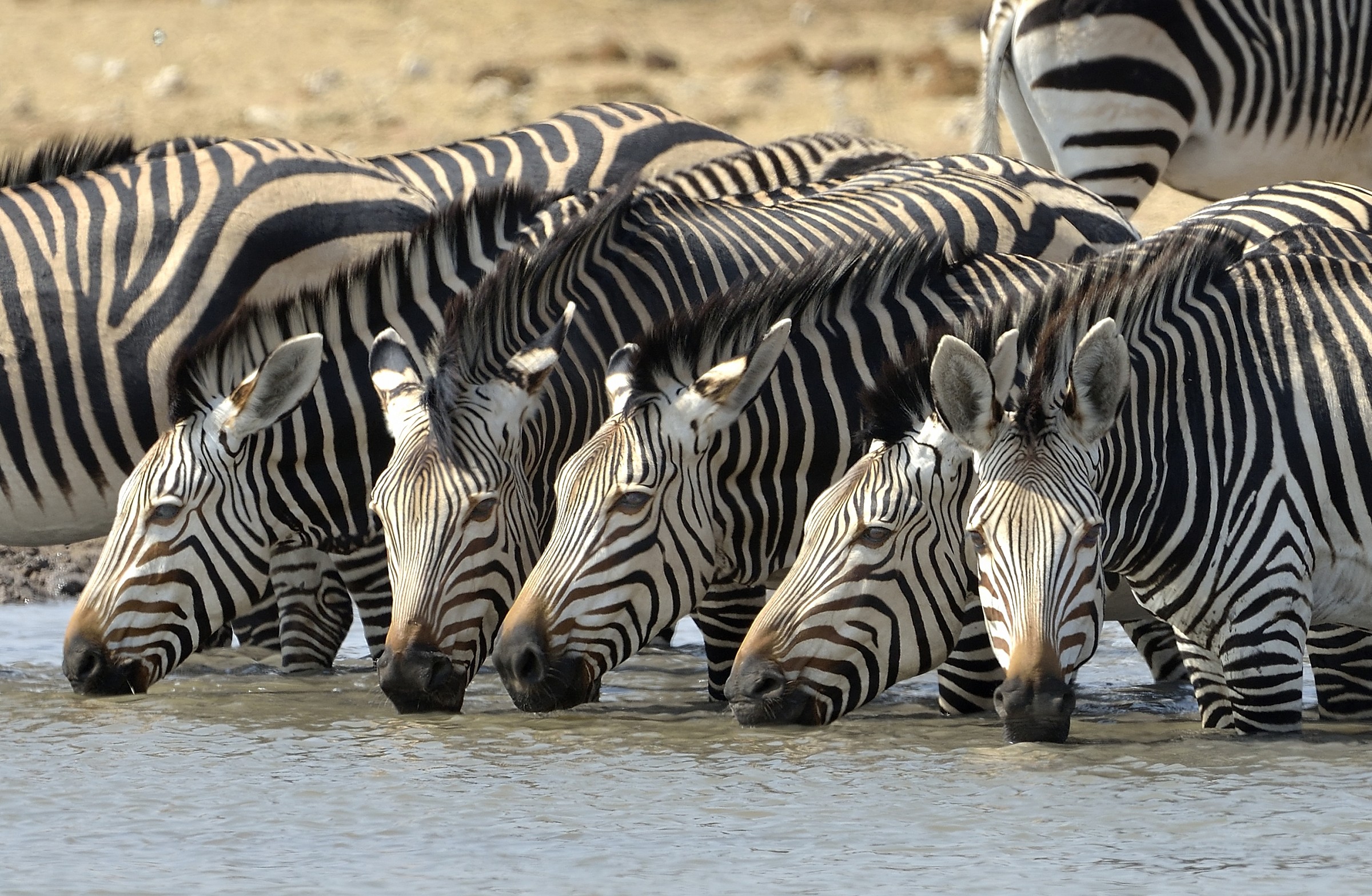Etosha - Zebre di montagna