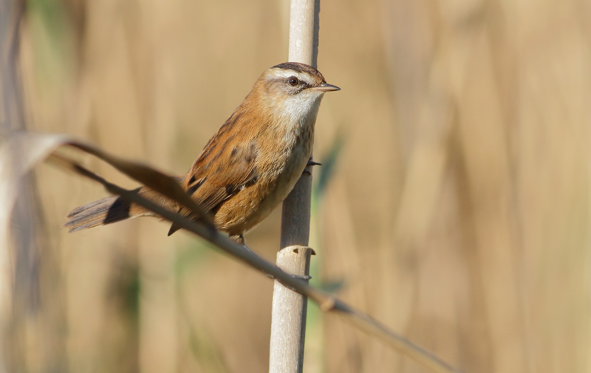 Moustached Warbler