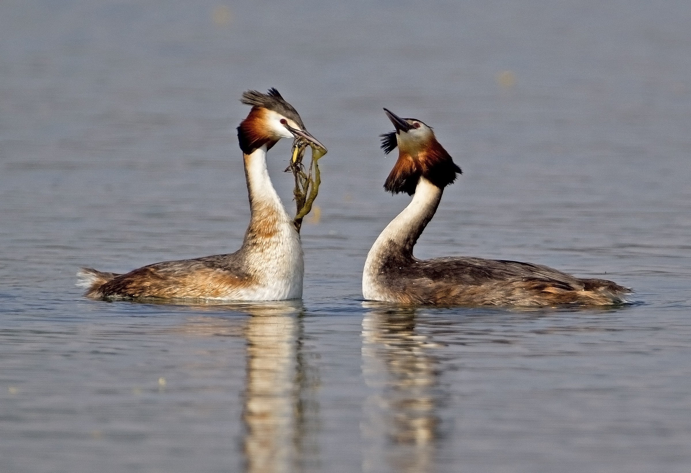 Courtship - dance seaweed