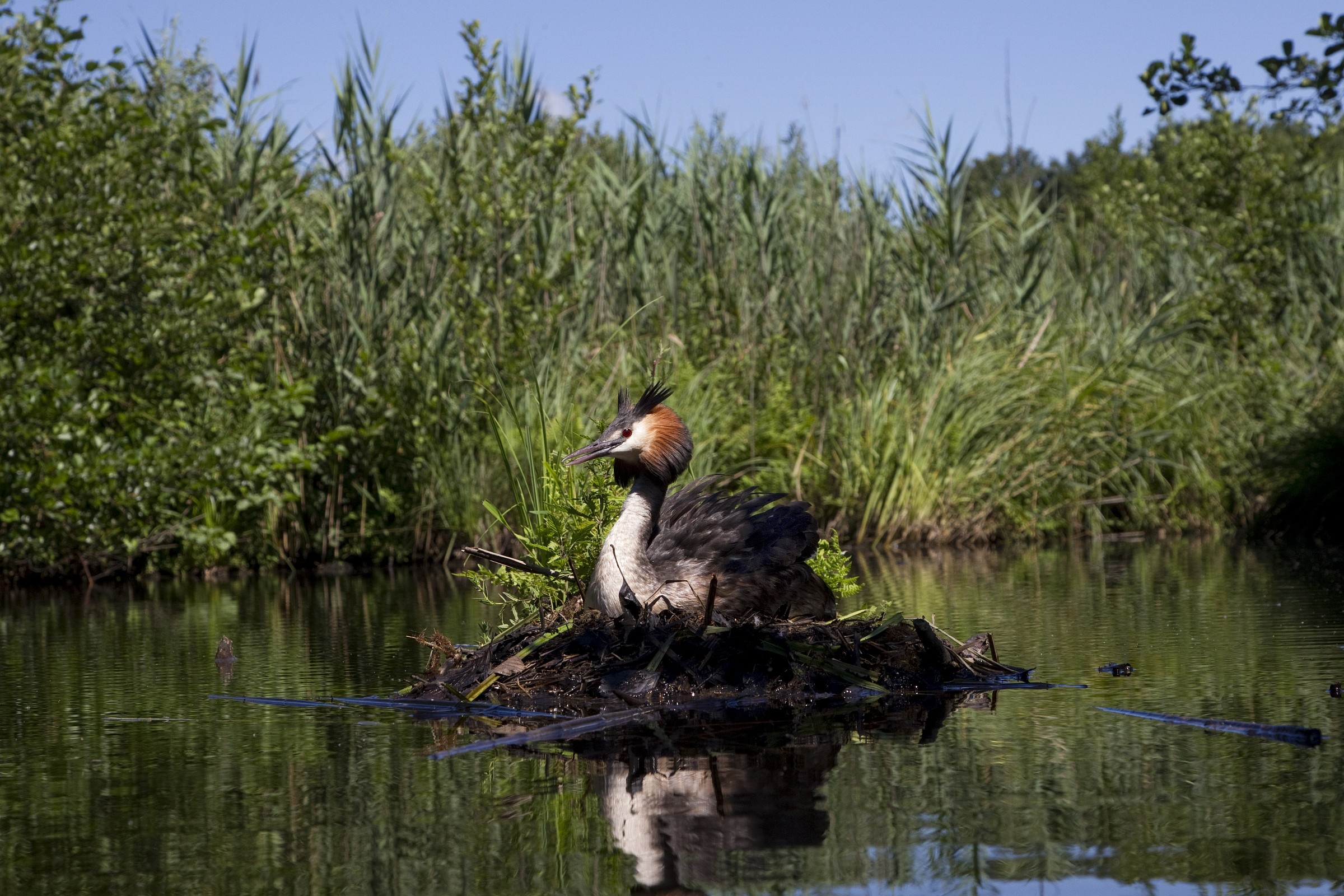 Nest among the reeds
