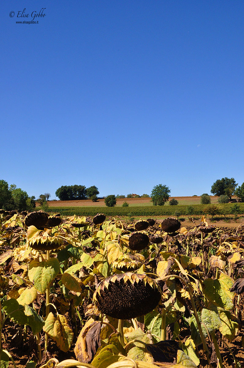 Sunflowers in Umbria tired!