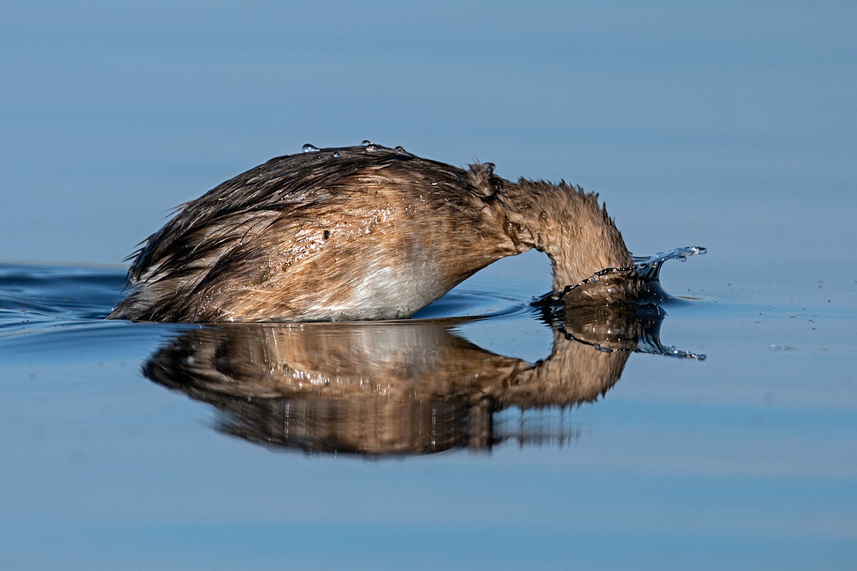 Il tuffo del Tuffetto