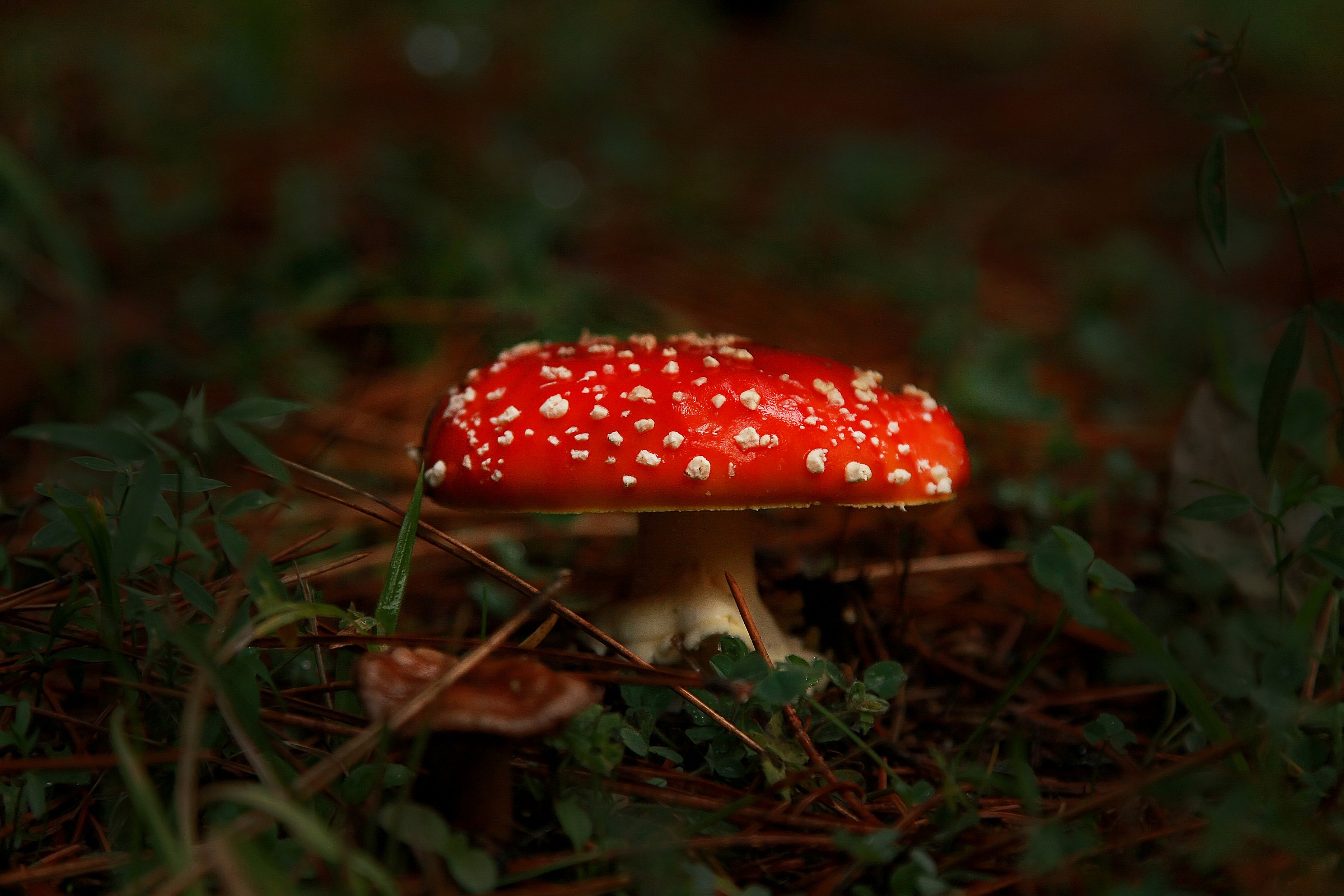 amanita muscaria