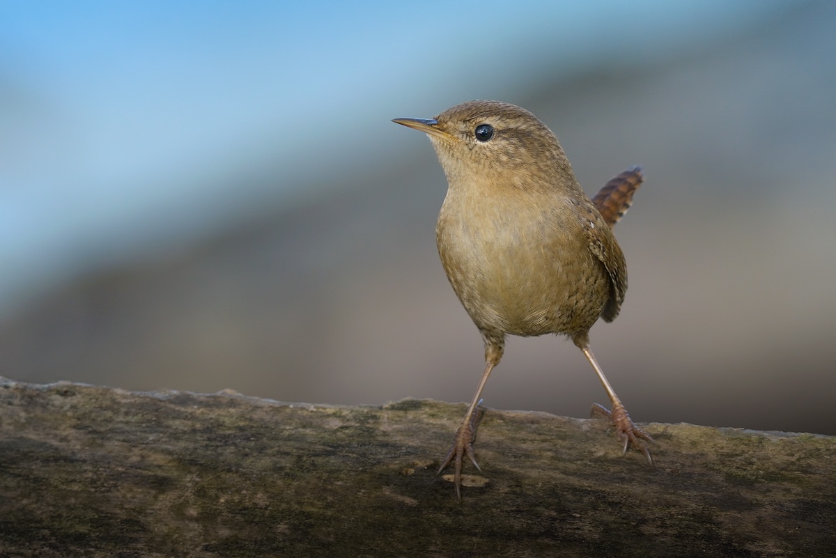 Wren