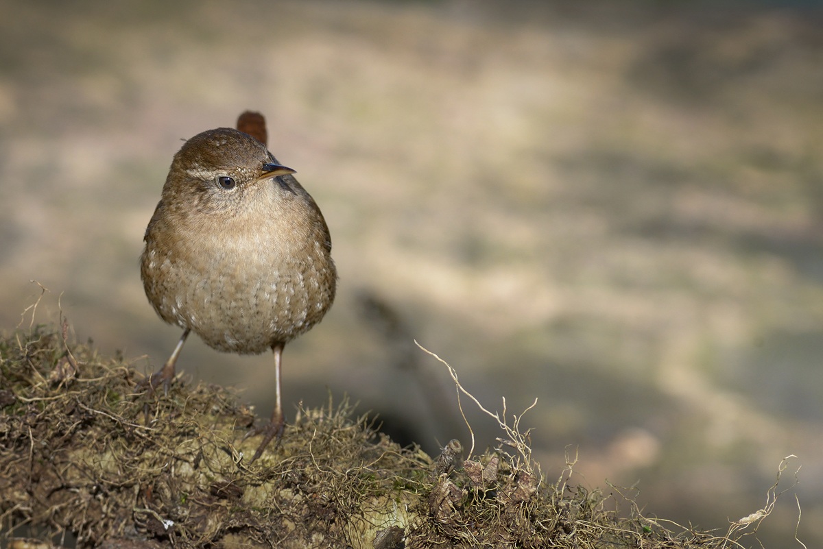 Wren