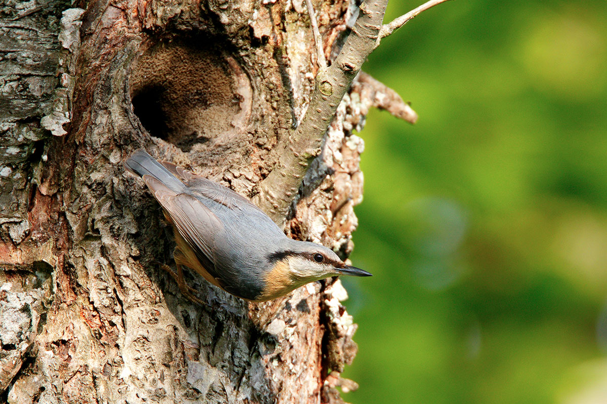 Nuthatch