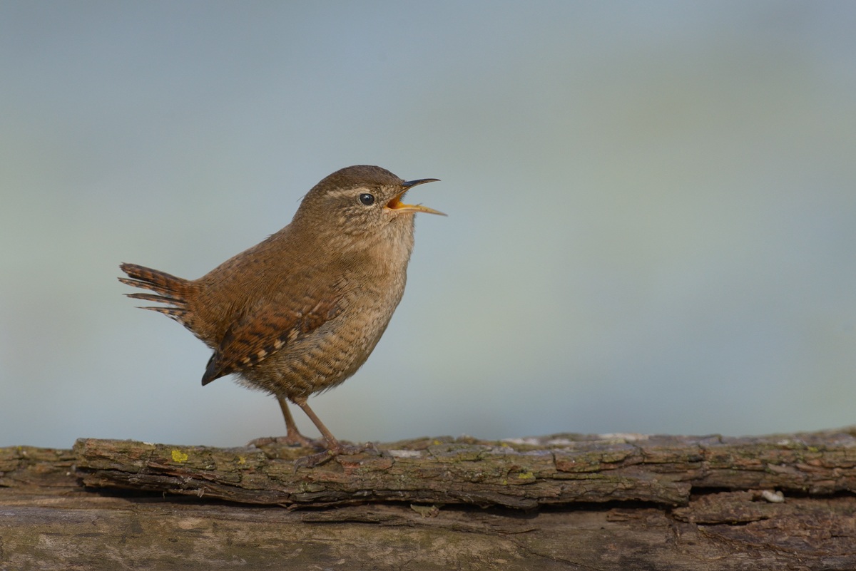 Wren
