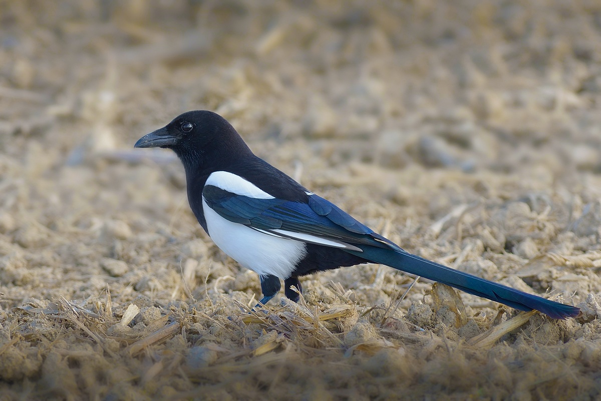 Magpie