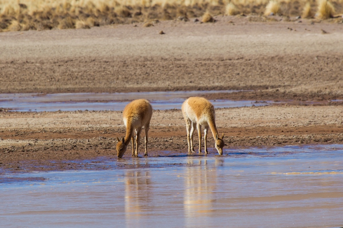 vicuna drinking from