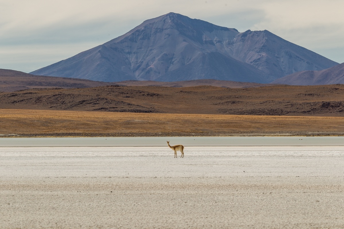 Bolivian landscape with vicuna