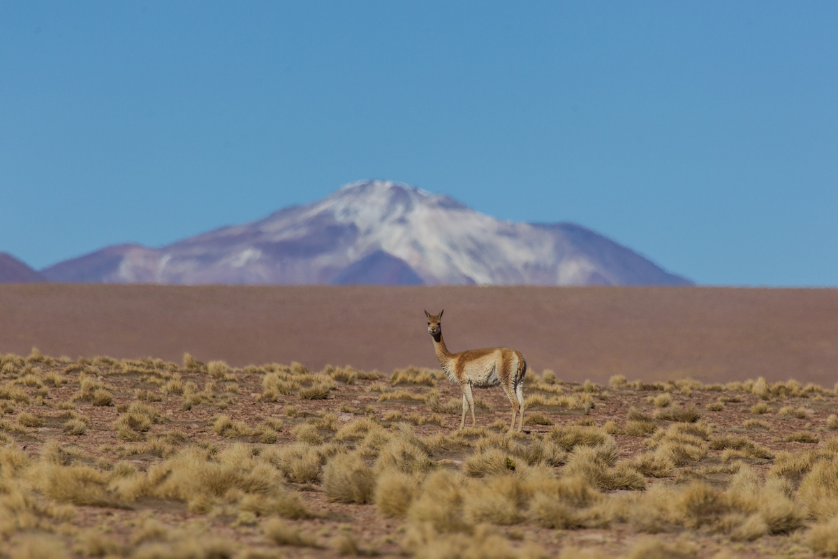 vicuna
