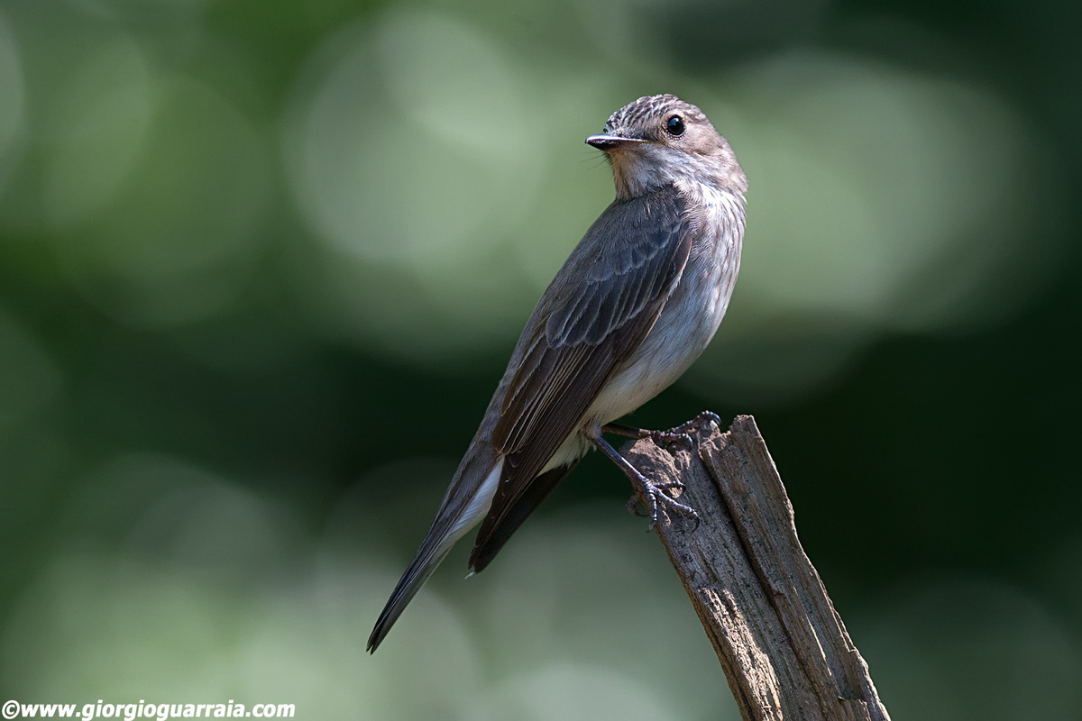 Flycatcher