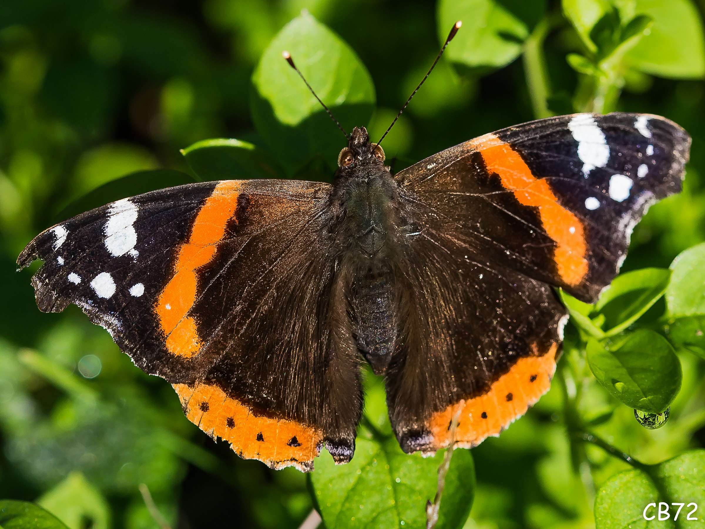 Vanessa Atalanta