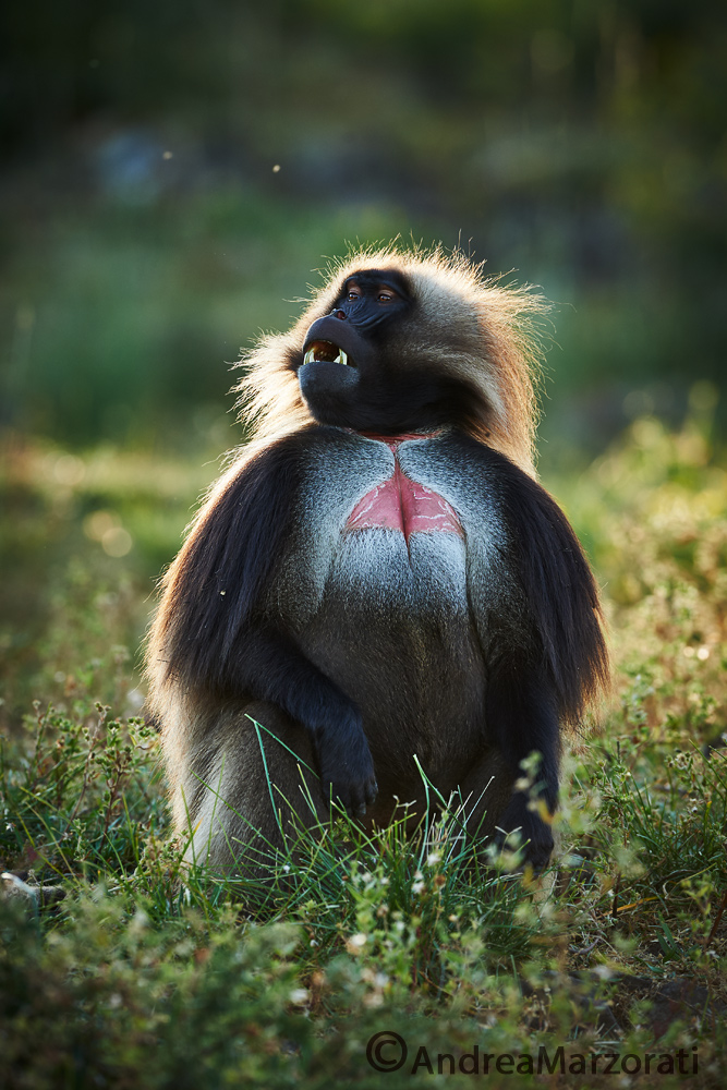 Gelada baboon