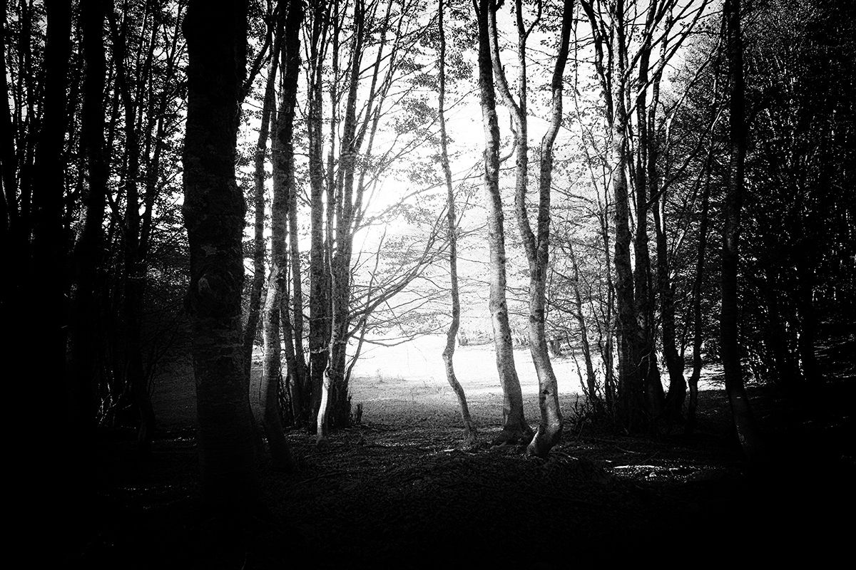 bosco rifugio Panepucci
