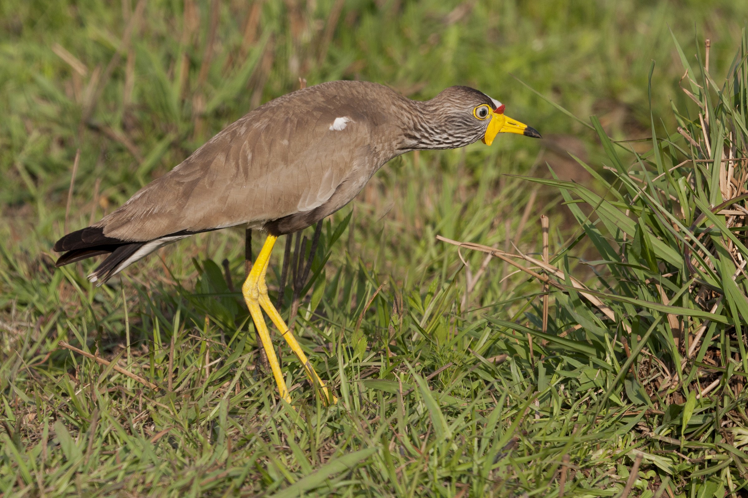 Africa Wattled Pavoncella