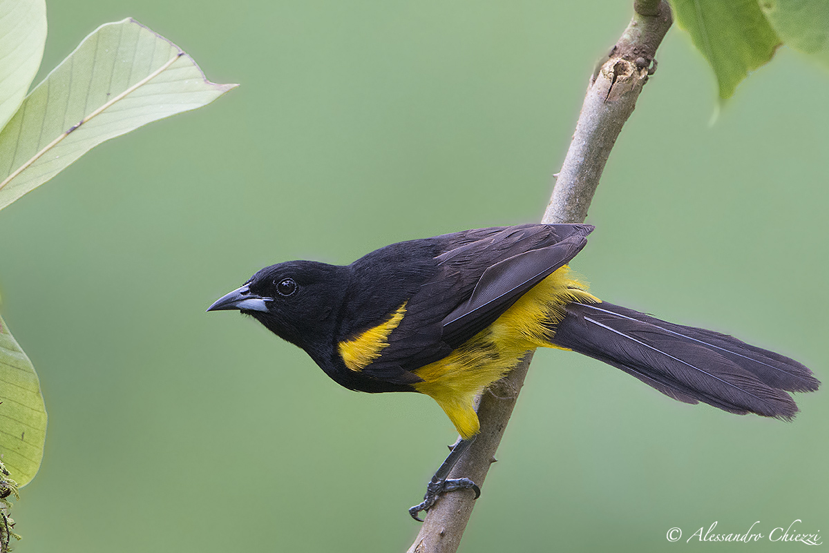 Oriole Yellow and Black