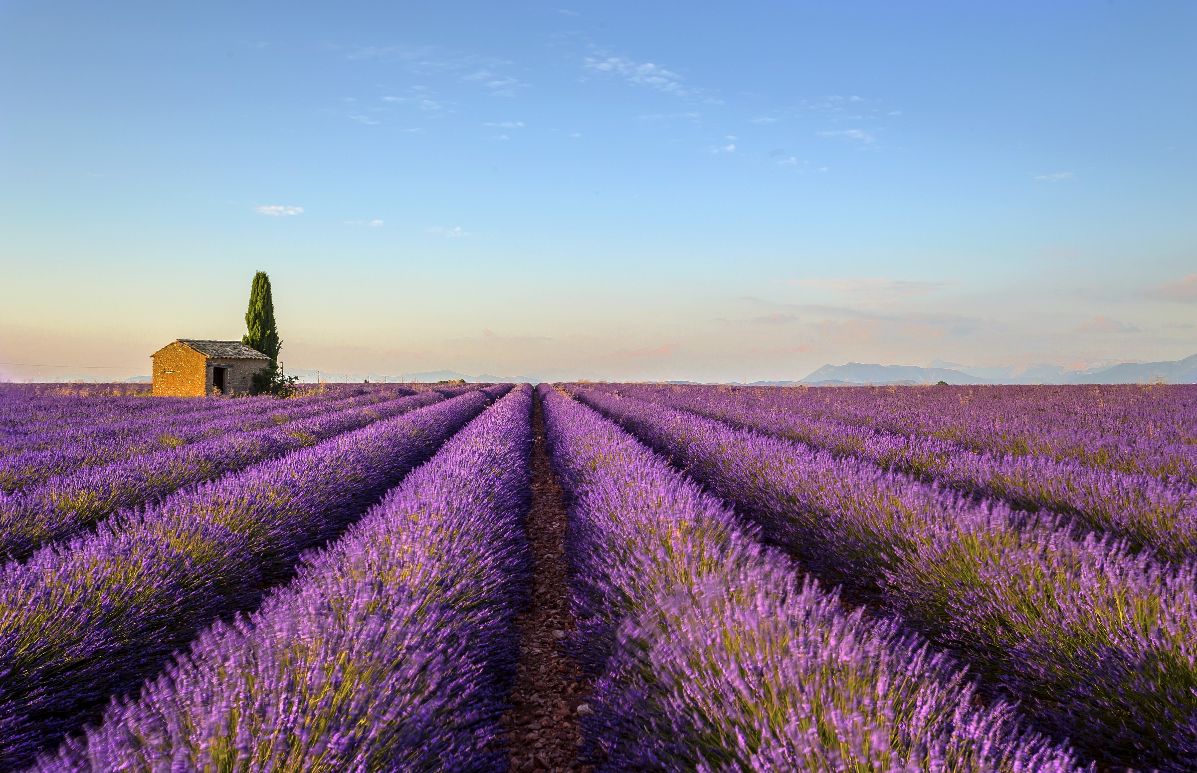 profumo di lavanda