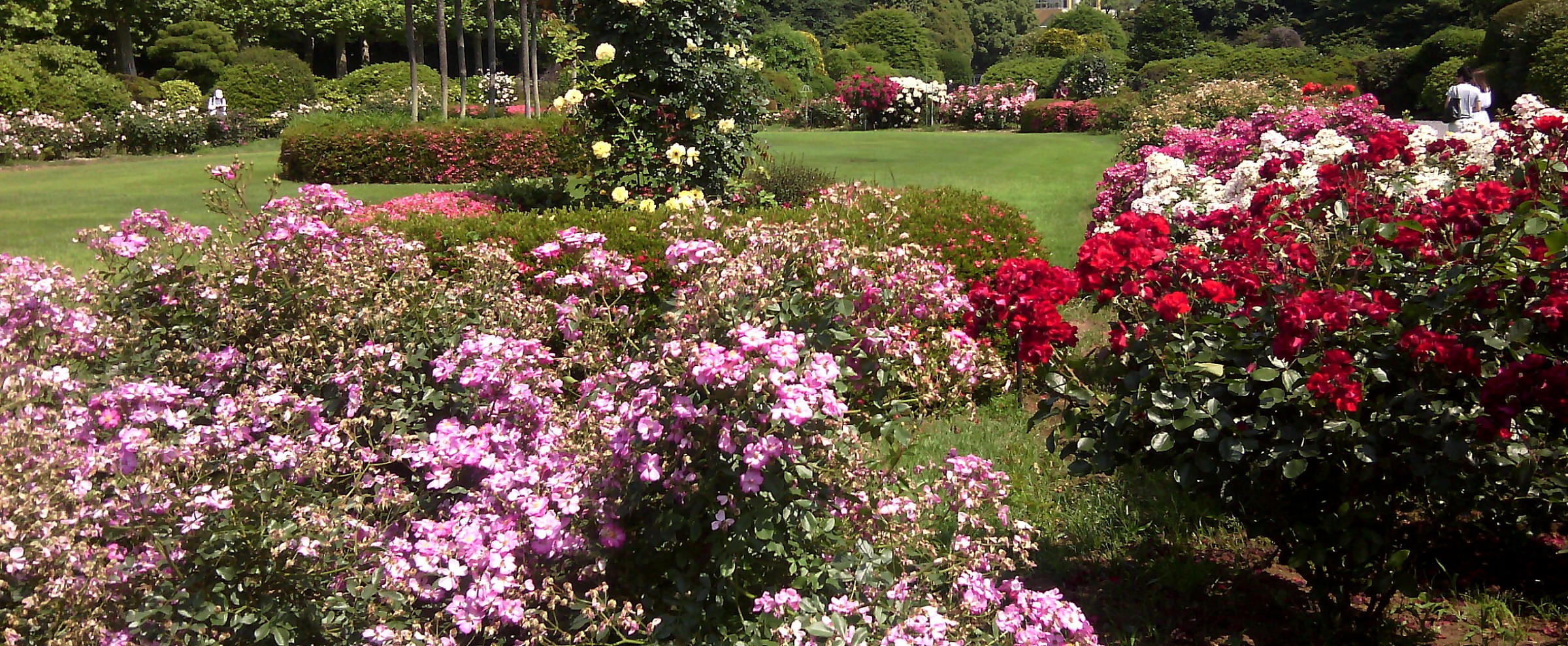 Giardino fiorato, Tokyo