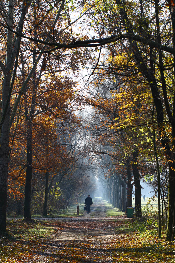 Autumn in the park