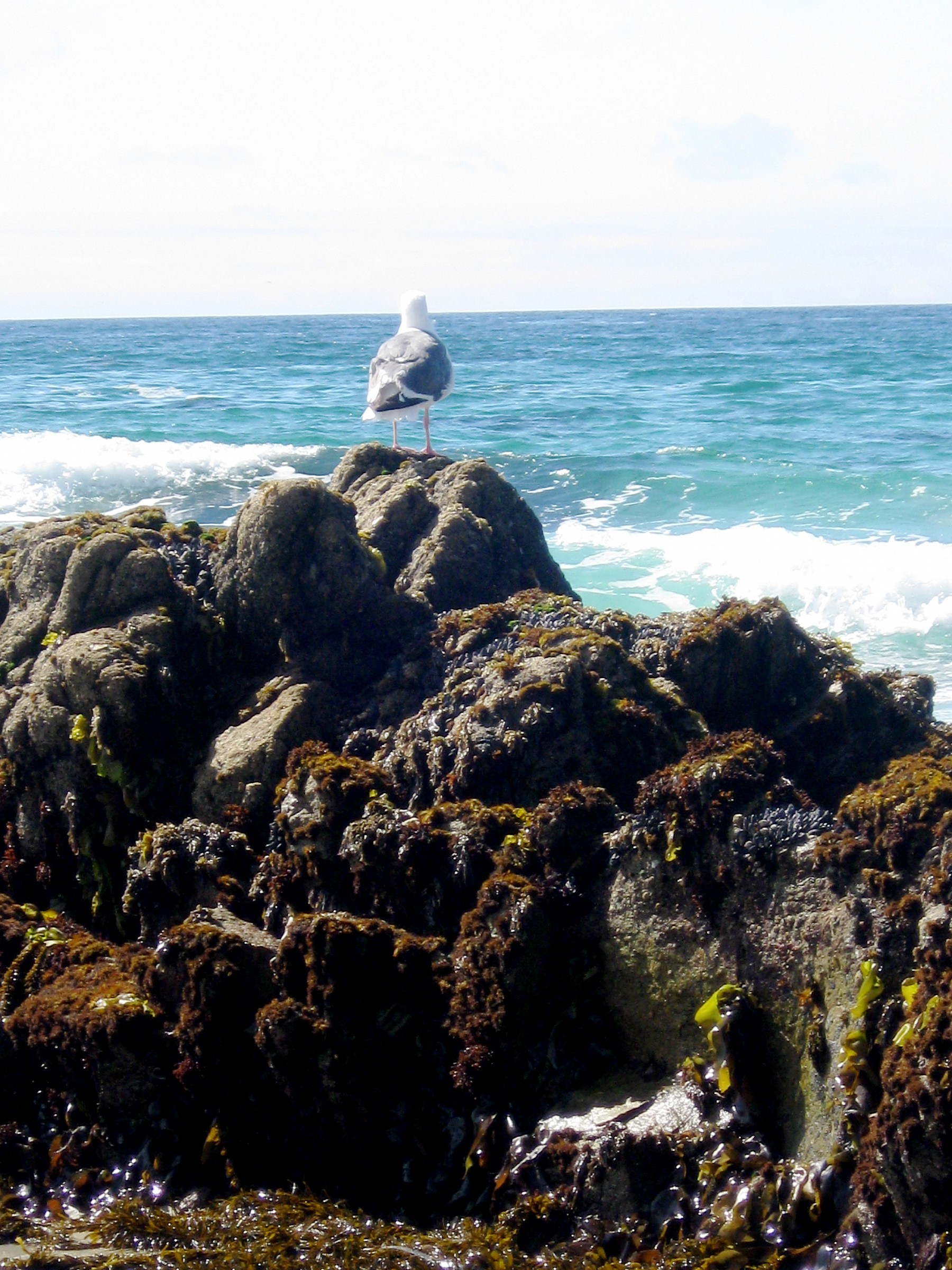 un gabbiano a fissare l'orizzonte