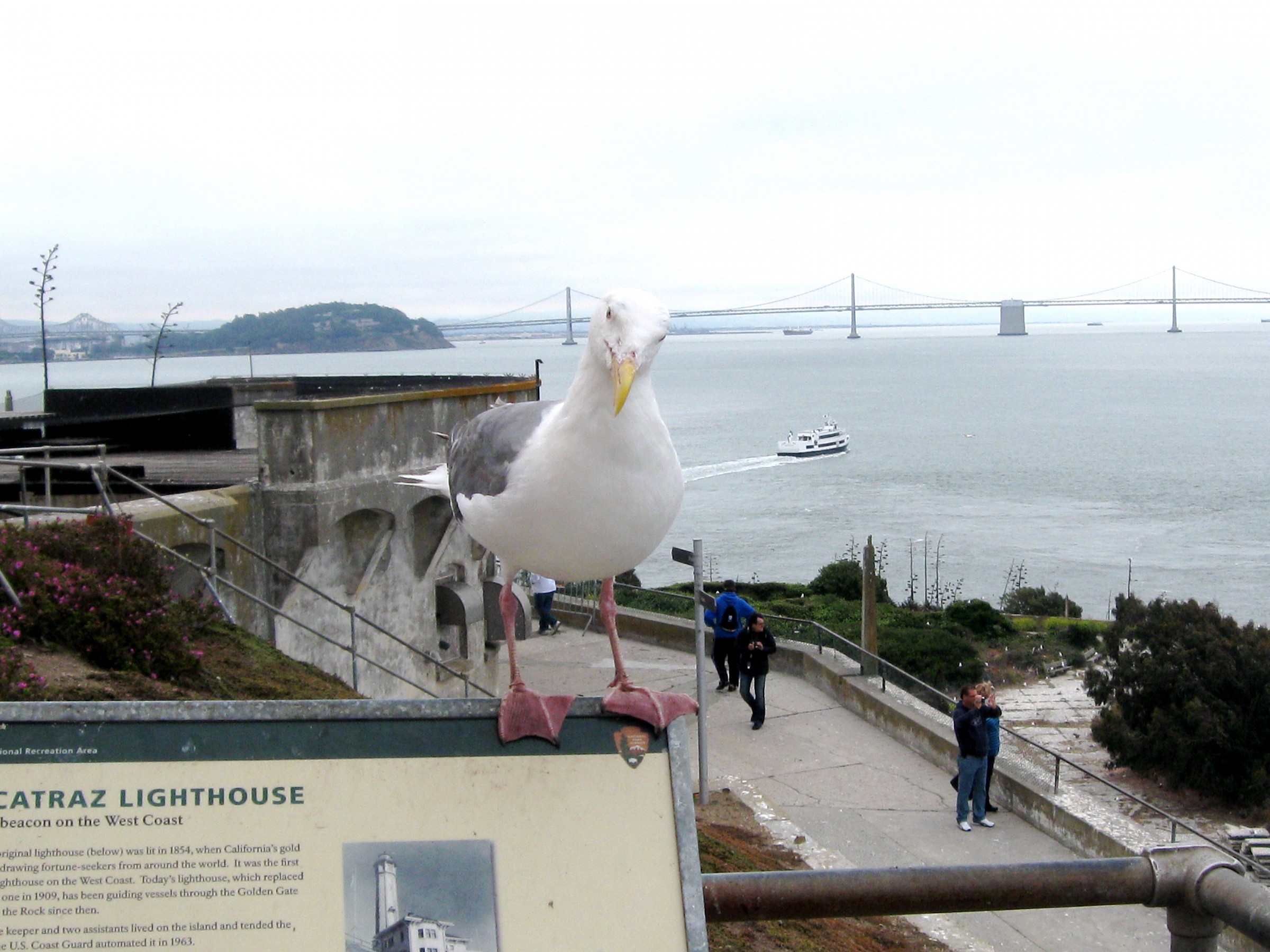 un gabbiano sullo sfondo del Golden gate