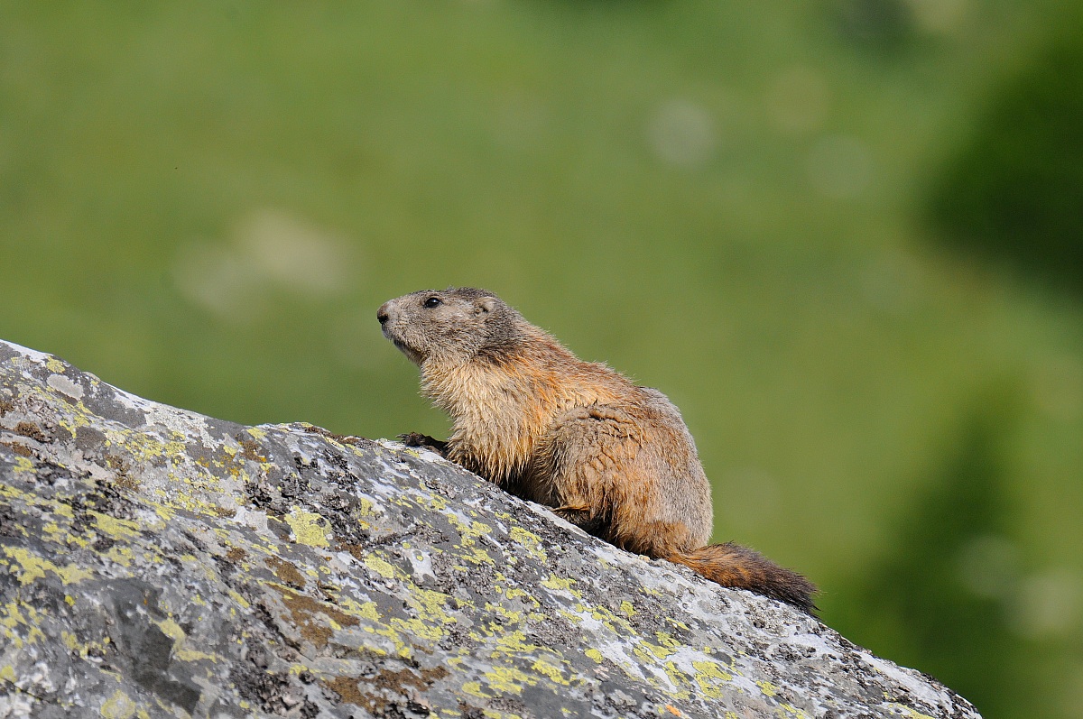 Marmotta
