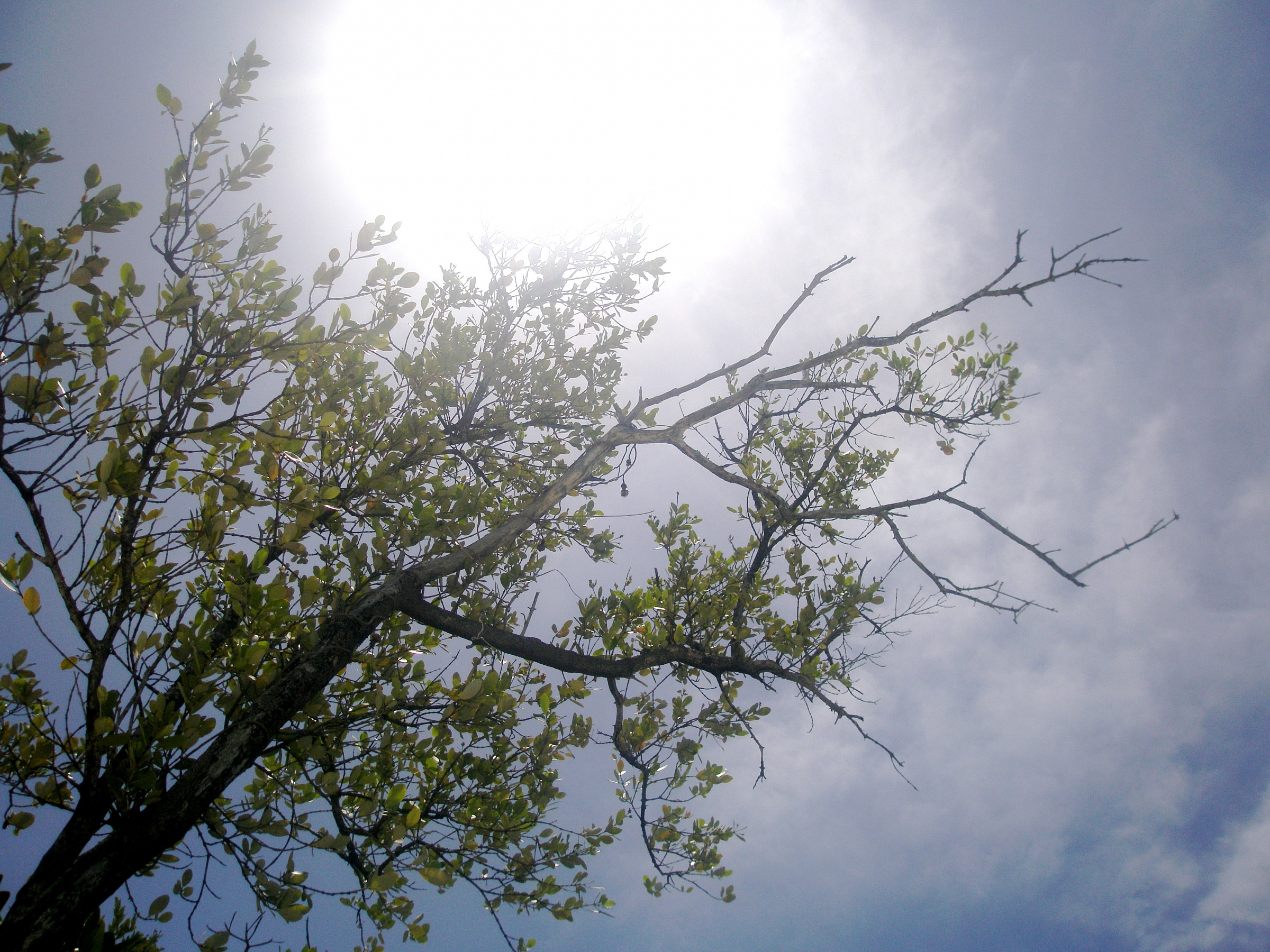 Albero soleggiato a Varadero