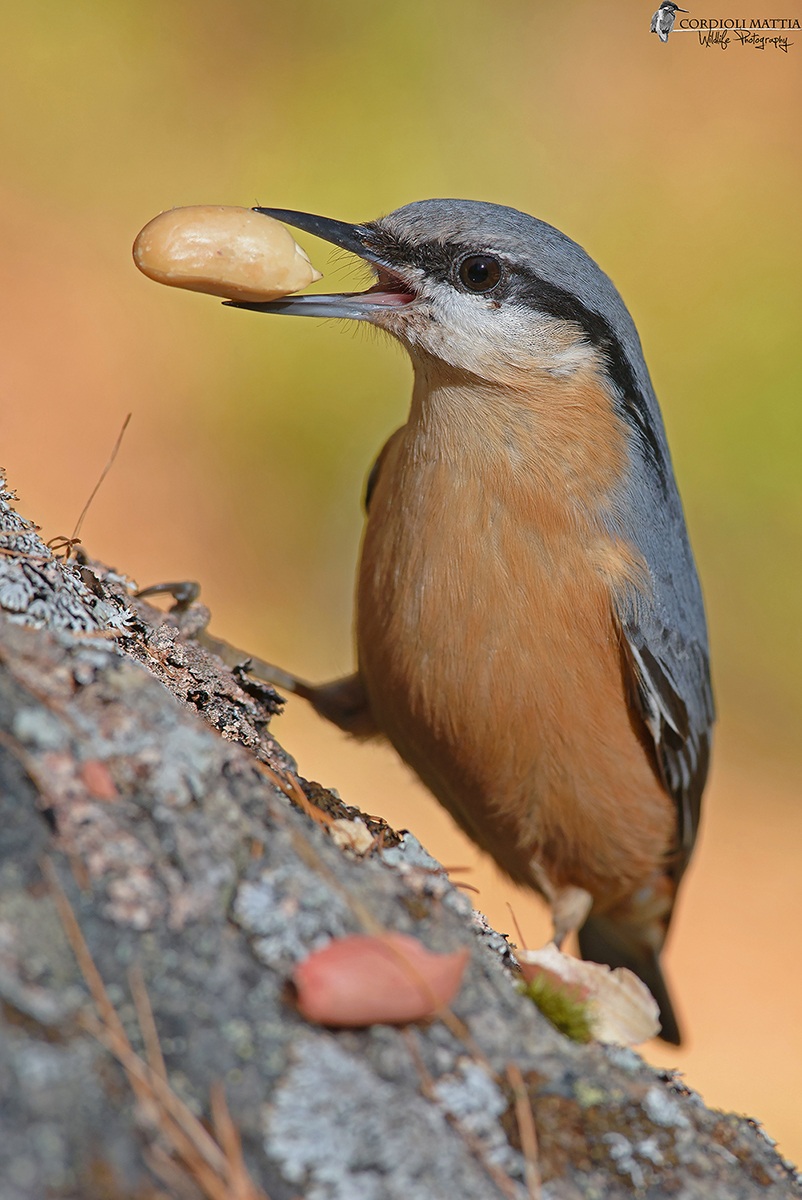 the thief of peanuts
