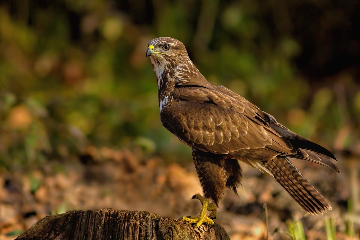 Poiana in attenzione