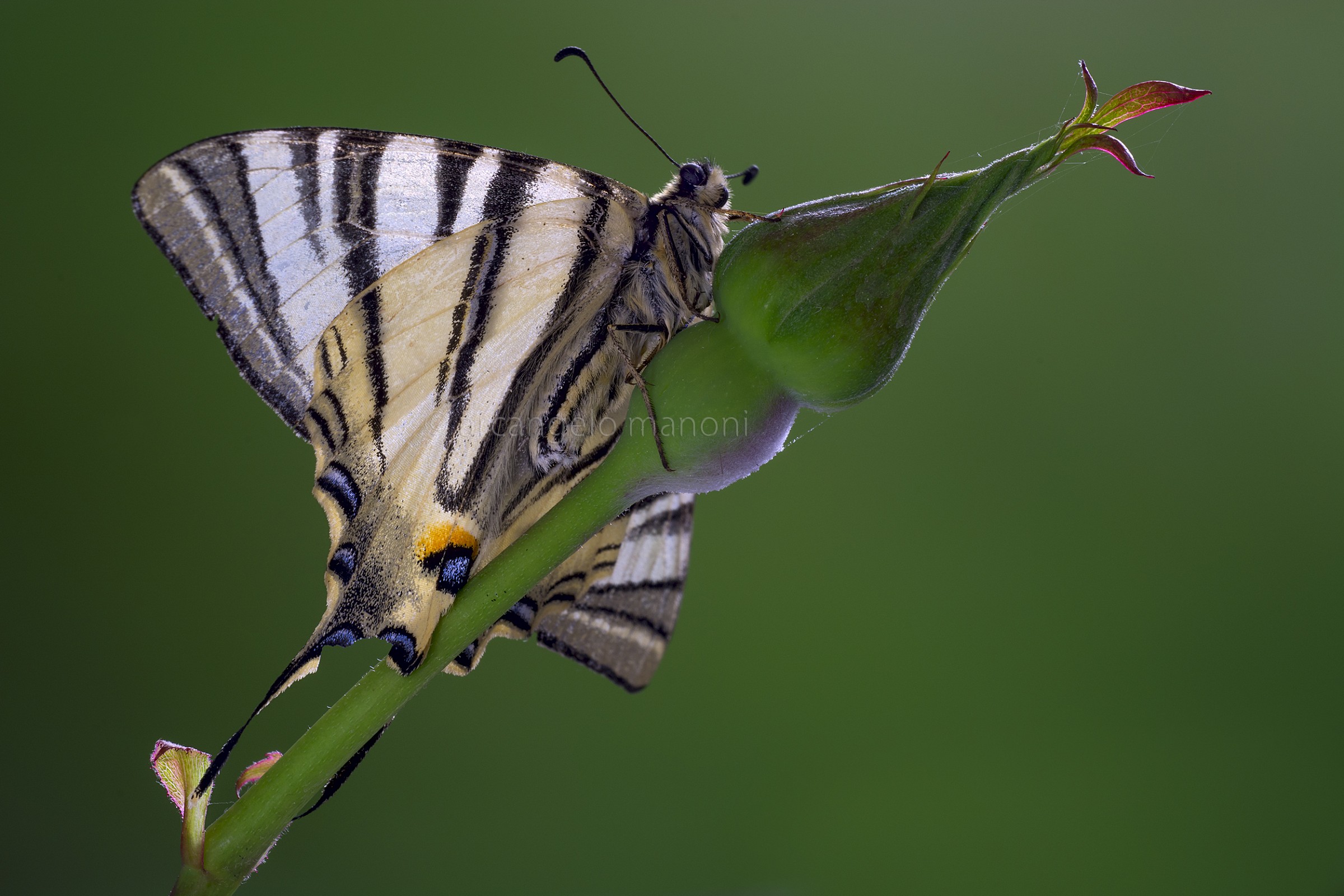 Un podalirio in giardino