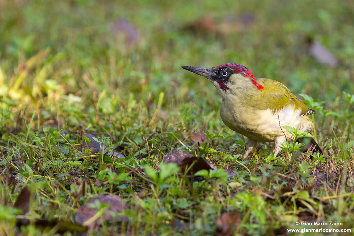 Picus viridis / Picchio verde