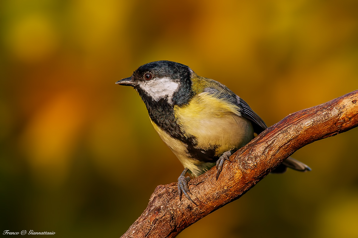 Great Tit.