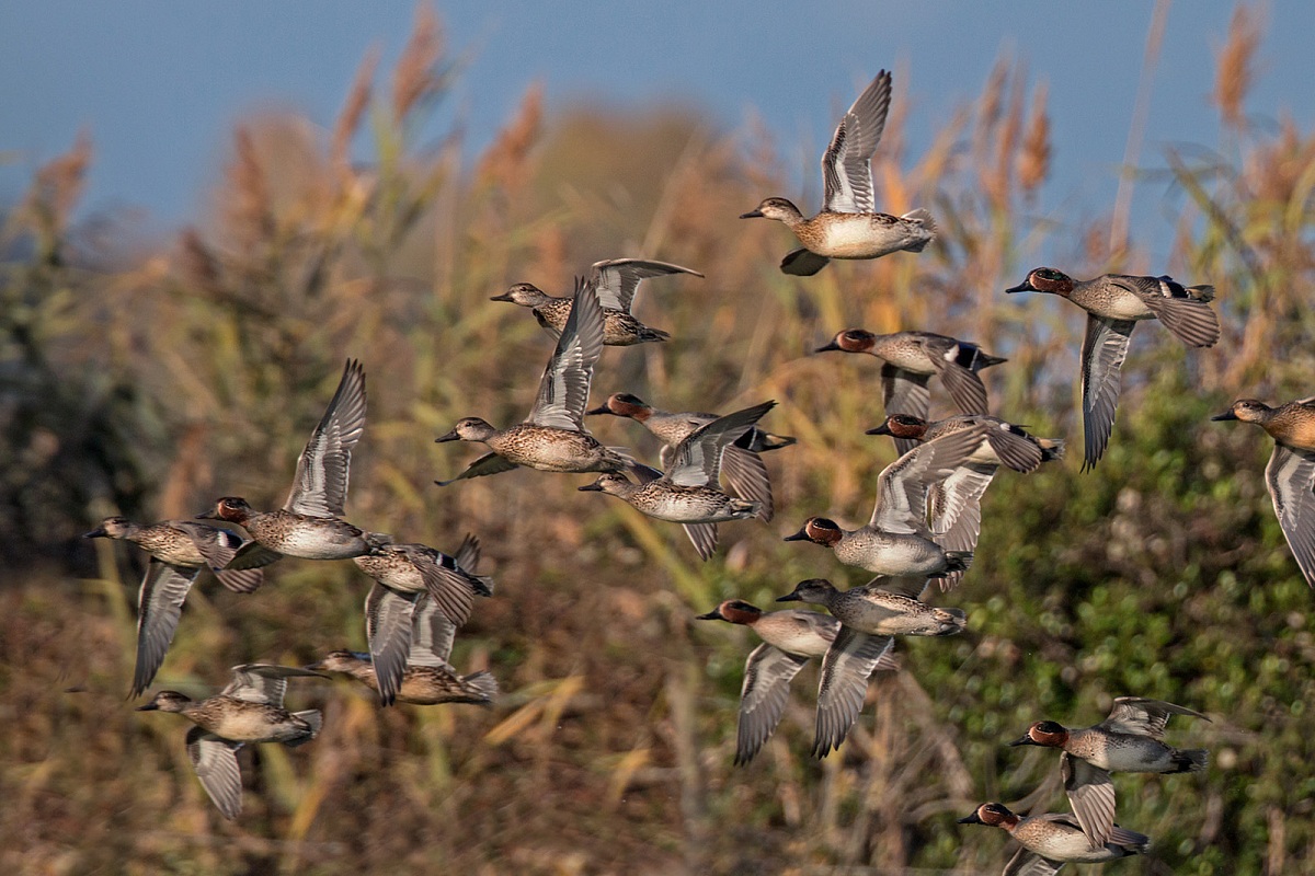 Teals in flight
