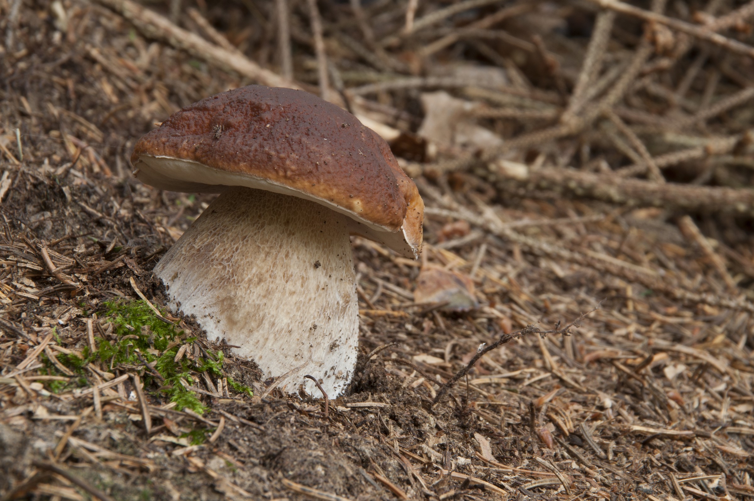 Boletus edulis